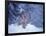 Lynx in the Snowy Foothills of the Takshanuk Mountains, Alaska, USA-Steve Kazlowski-Framed Premium Photographic Print