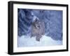 Lynx in the Snowy Foothills of the Takshanuk Mountains, Alaska, USA-Steve Kazlowski-Framed Photographic Print