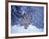 Lynx in the Snowy Foothills of the Takshanuk Mountains, Alaska, USA-Steve Kazlowski-Framed Photographic Print