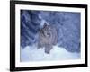 Lynx in the Snowy Foothills of the Takshanuk Mountains, Alaska, USA-Steve Kazlowski-Framed Photographic Print