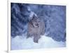 Lynx in the Snowy Foothills of the Takshanuk Mountains, Alaska, USA-Steve Kazlowski-Framed Photographic Print