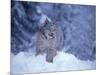 Lynx in the Snowy Foothills of the Takshanuk Mountains, Alaska, USA-Steve Kazlowski-Mounted Photographic Print