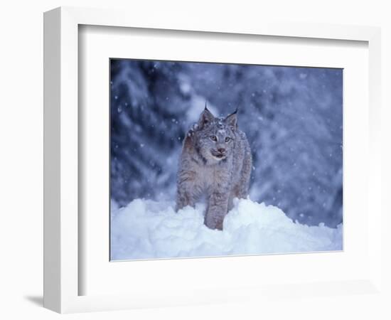 Lynx in the Snowy Foothills of the Takshanuk Mountains, Alaska, USA-Steve Kazlowski-Framed Photographic Print