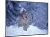 Lynx in the Snowy Foothills of the Takshanuk Mountains, Alaska, USA-Steve Kazlowski-Mounted Photographic Print
