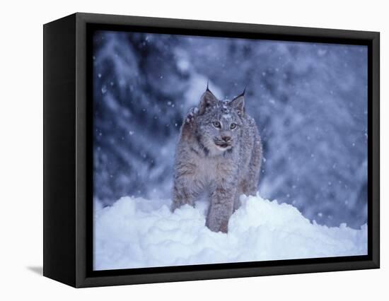 Lynx in the Snowy Foothills of the Takshanuk Mountains, Alaska, USA-Steve Kazlowski-Framed Stretched Canvas