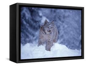 Lynx in the Snowy Foothills of the Takshanuk Mountains, Alaska, USA-Steve Kazlowski-Framed Stretched Canvas