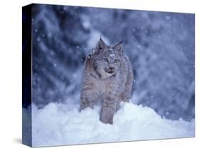 Lynx in the Snowy Foothills of the Takshanuk Mountains, Alaska, USA-Steve Kazlowski-Stretched Canvas