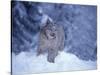 Lynx in the Snowy Foothills of the Takshanuk Mountains, Alaska, USA-Steve Kazlowski-Stretched Canvas