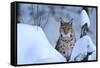 Lynx in Winter-Reiner Bernhardt-Framed Stretched Canvas