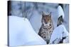 Lynx in Winter-Reiner Bernhardt-Stretched Canvas