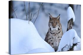 Lynx in Winter-Reiner Bernhardt-Stretched Canvas