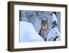 Lynx in Winter-Reiner Bernhardt-Framed Photographic Print