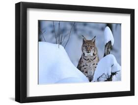 Lynx in Winter-Reiner Bernhardt-Framed Photographic Print