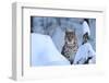 Lynx in Winter-Reiner Bernhardt-Framed Photographic Print