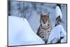 Lynx in Winter-Reiner Bernhardt-Mounted Photographic Print