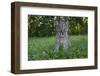 Lynx Kitten-W. Perry Conway-Framed Photographic Print