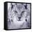 Lynx Looking into Camera-kjekol-Framed Stretched Canvas