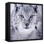Lynx Looking into Camera-kjekol-Framed Stretched Canvas
