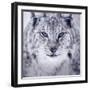 Lynx Looking into Camera-kjekol-Framed Photographic Print