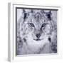 Lynx Looking into Camera-kjekol-Framed Photographic Print