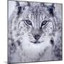 Lynx Looking into Camera-kjekol-Mounted Photographic Print