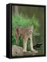 Lynx (Lynx Canadensis), in Captivity, Sandstone, Minnesota, United States of America, North America-James Hager-Framed Stretched Canvas