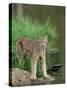 Lynx (Lynx Canadensis), in Captivity, Sandstone, Minnesota, United States of America, North America-James Hager-Stretched Canvas