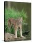 Lynx (Lynx Canadensis), in Captivity, Sandstone, Minnesota, United States of America, North America-James Hager-Stretched Canvas