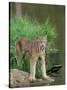 Lynx (Lynx Canadensis), in Captivity, Sandstone, Minnesota, United States of America, North America-James Hager-Stretched Canvas