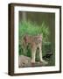 Lynx (Lynx Canadensis), in Captivity, Sandstone, Minnesota, United States of America, North America-James Hager-Framed Photographic Print