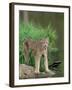 Lynx (Lynx Canadensis), in Captivity, Sandstone, Minnesota, United States of America, North America-James Hager-Framed Photographic Print
