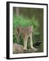 Lynx (Lynx Canadensis), in Captivity, Sandstone, Minnesota, United States of America, North America-James Hager-Framed Photographic Print