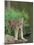 Lynx (Lynx Canadensis), in Captivity, Sandstone, Minnesota, United States of America, North America-James Hager-Mounted Photographic Print