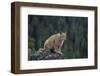 Lynx, Montana-Richard and Susan Day-Framed Photographic Print