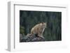 Lynx, Montana-Richard and Susan Day-Framed Photographic Print