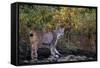 Lynx Near Toklat River in Alaska-Paul Souders-Framed Stretched Canvas