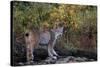 Lynx Near Toklat River in Alaska-Paul Souders-Stretched Canvas