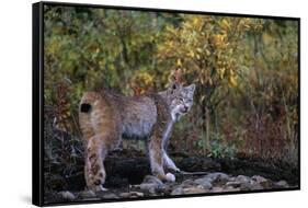 Lynx Near Toklat River in Alaska-Paul Souders-Framed Stretched Canvas