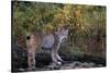 Lynx Near Toklat River in Alaska-Paul Souders-Stretched Canvas