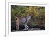 Lynx Near Toklat River in Alaska-Paul Souders-Framed Photographic Print