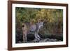 Lynx Near Toklat River in Alaska-Paul Souders-Framed Photographic Print