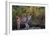 Lynx Near Toklat River in Alaska-Paul Souders-Framed Photographic Print