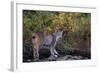 Lynx Near Toklat River in Alaska-Paul Souders-Framed Photographic Print