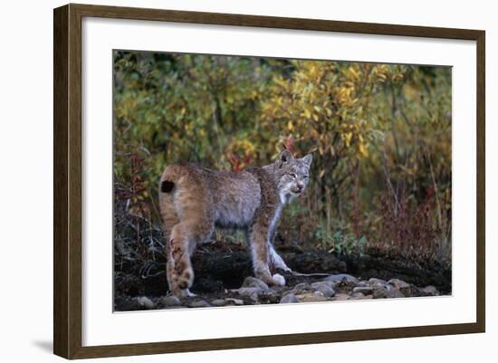 Lynx Near Toklat River in Alaska-Paul Souders-Framed Photographic Print