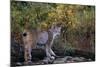 Lynx Near Toklat River in Alaska-Paul Souders-Mounted Photographic Print