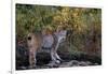 Lynx Near Toklat River in Alaska-Paul Souders-Framed Photographic Print