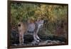 Lynx Near Toklat River in Alaska-Paul Souders-Framed Photographic Print