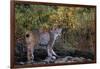 Lynx Near Toklat River in Alaska-Paul Souders-Framed Photographic Print