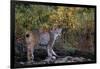 Lynx Near Toklat River in Alaska-Paul Souders-Framed Photographic Print