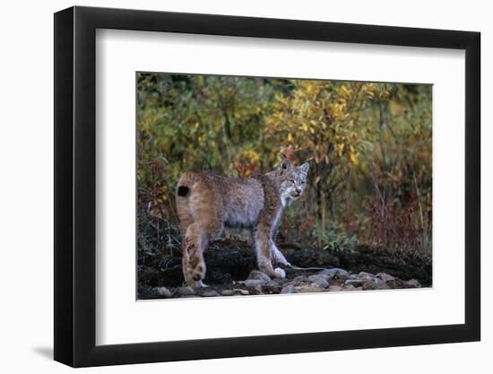 Lynx Near Toklat River in Alaska-Paul Souders-Framed Photographic Print